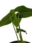 Anthurium corrugatum AC2 - M