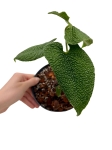 Anthurium corrugatum AC2 - M