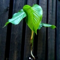 Philodendron ornatum- sadzonka 1