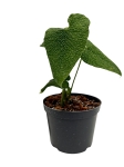 Anthurium corrugatum AC2 - M