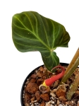 Philodendron verrucosum Amazon Sunset PVAS2 - L