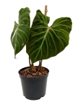 Philodendron verrucosum Amazon Sunset PVAS2 - L