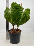 Philodendron verrucosum Amazon Sunset PVAS2 - L