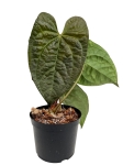 Anthurium Raven Soul - L