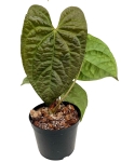 Anthurium Raven Soul - L