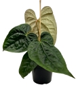Anthurium Raven Soul - L