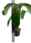 Anthurium pinkleyi AP1 - L