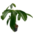 Anthurium pinkleyi AP1 - L