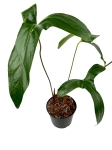 Anthurium pinkleyi AP1 - L