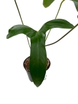 Anthurium pinkleyi AP1 - L
