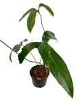 Anthurium pinkleyi AP1 - L