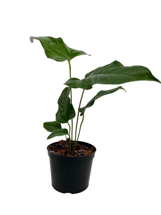 Anthurium pedatum APE1 - M