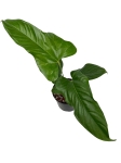 Anthurium pedatum APE1 - M