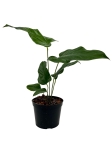 Anthurium pedatum APE1 - M