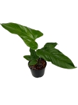 Anthurium pedatum APE1 - M