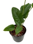 Anthurium pedatum APE1 - M