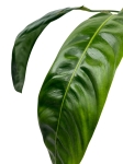 Philodendron patriciae PPA1 - L