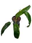 Philodendron patriciae PPA1 - L