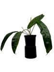 Philodendron patriciae PPA1 - L