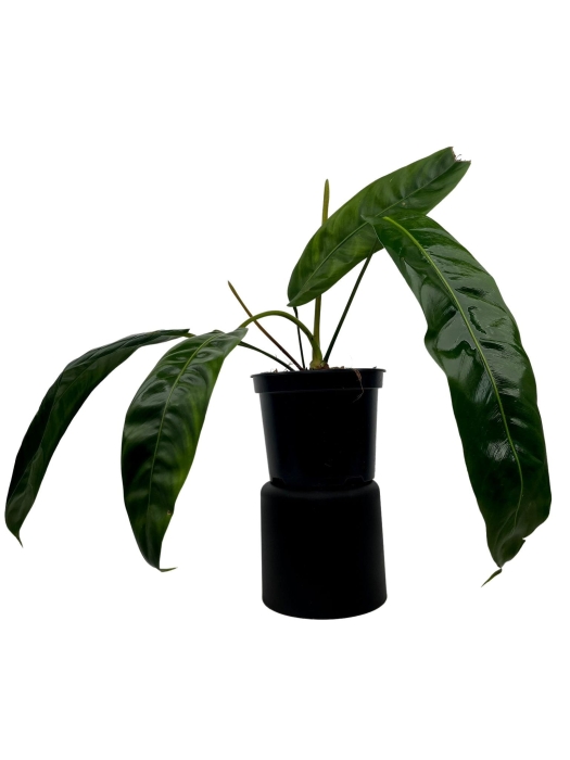 Philodendron patriciae PPA1 - L