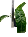 Philodendron patriciae PPA1 - L