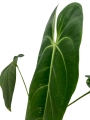Anthurium warocqueanum Esmeralda AWE1 - XL