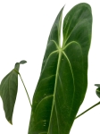 Anthurium warocqueanum Esmeralda AWE1 - XL