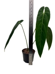 Anthurium warocqueanum Esmeralda AWE1 - XL