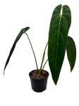Anthurium warocqueanum Esmeralda AWE1 - XL