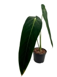 Anthurium warocqueanum Esmeralda AWE1 - XL