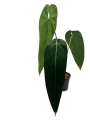 Anthurium warocqueanum Esmeralda AWE1 - XL