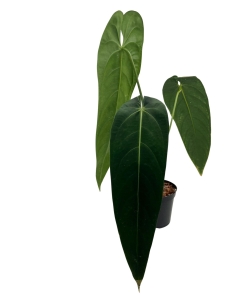 Anthurium warocqueanum Esmeralda AWE1 - XL