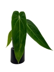 Anthurium warocqueanum Esmeralda AWE2 - L