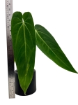 Anthurium warocqueanum Esmeralda AWE2 - L