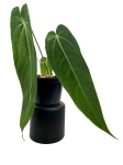 Anthurium warocqueanum Esmeralda AWE2 - L