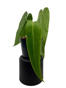 Anthurium warocqueanum Esmeralda AWE2 - L