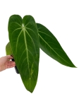 Anthurium warocqueanum Esmeralda AWE2 - L