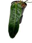 Philodendron patriciae PPA2 - L