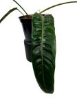 Philodendron patriciae PPA2 - L