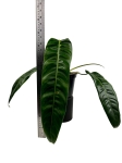 Philodendron patriciae PPA2 - L