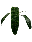 Philodendron patriciae PPA2 - L