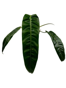 Philodendron patriciae PPA2 - L