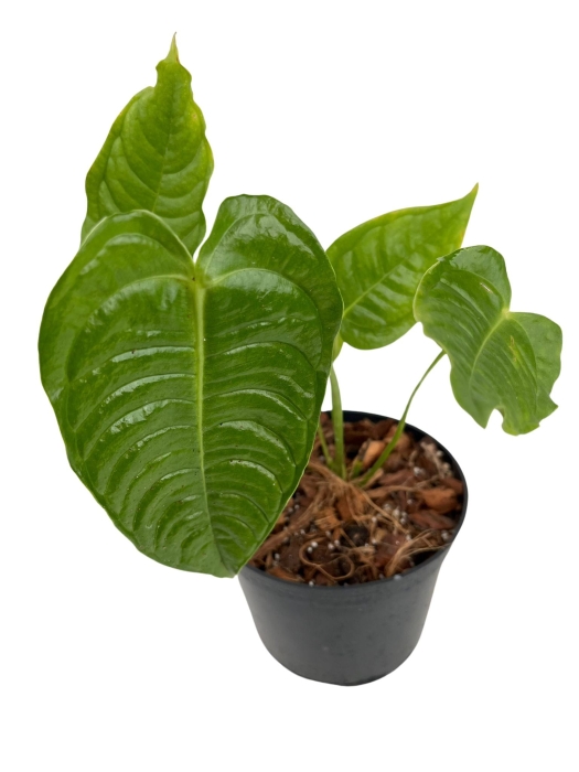 Anthurium veitchii - M