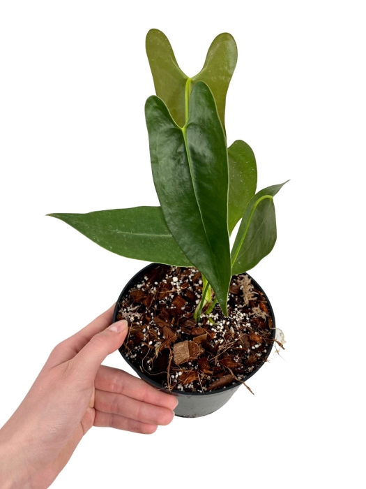 Anthurium longissimilobum ALO1 - M