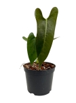 Anthurium longissimilobum ALO1 - M