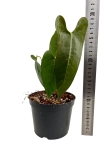 Anthurium longissimilobum ALO1 - M
