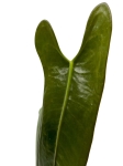 Anthurium longissimilobum ALO1 - M