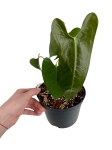 Anthurium longissimilobum ALO1 - M