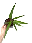 Anthurium debilipeltatum - M