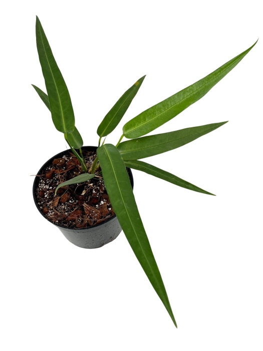 Anthurium debilipeltatum - M